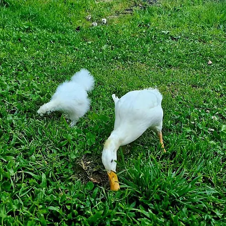 롯지 Woodhouse Near River - Near Ocean - Near 포르투