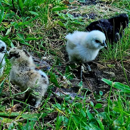 Woodhouse Near River - Near Ocean - Near 포르투