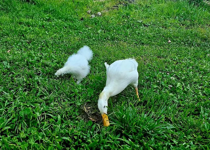 롯지 Woodhouse Near River - Near Ocean - Near 포르투